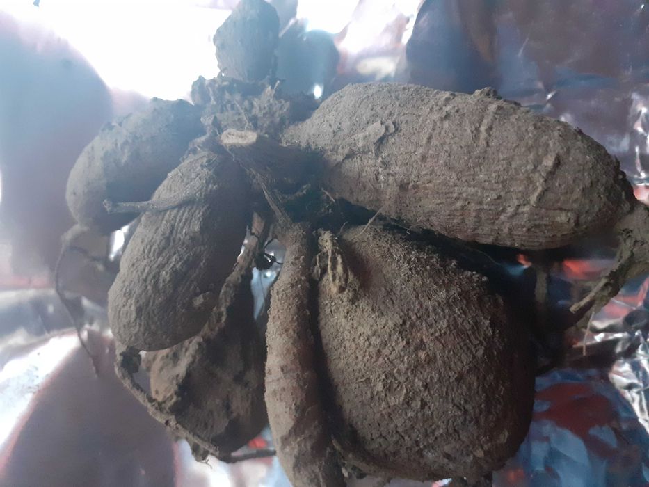 Bulbi de dalii albe,rosii