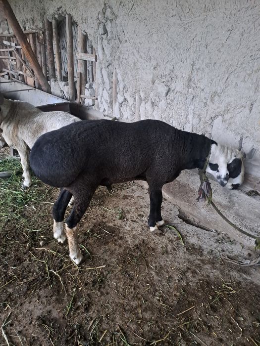 Tagalar sotiladi qurbon hayiti uchun boqilgan