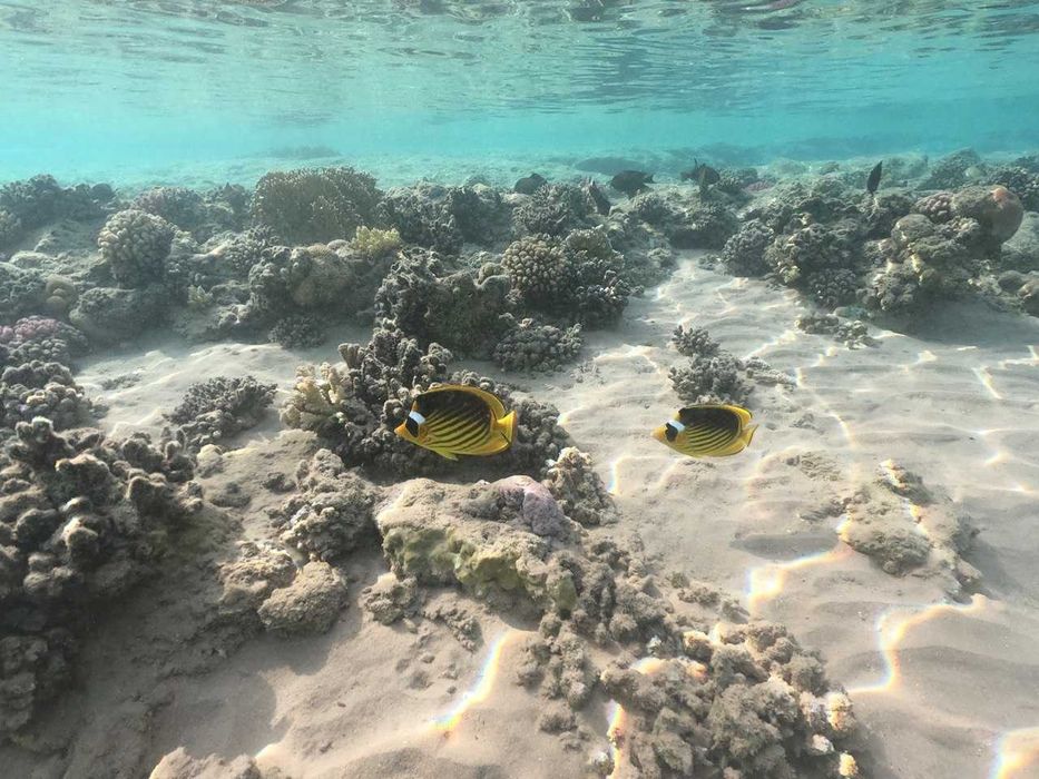 Купол для подводной съемки Gopro