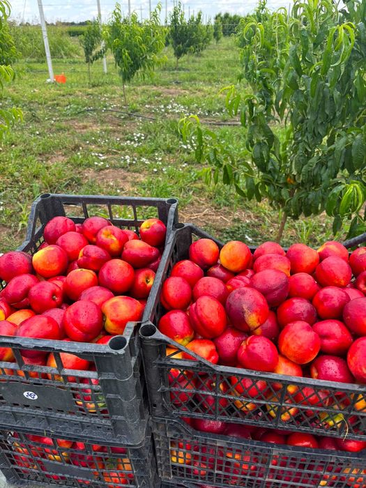 Nectarine Crimson Gold românești – Vânzare Engros
