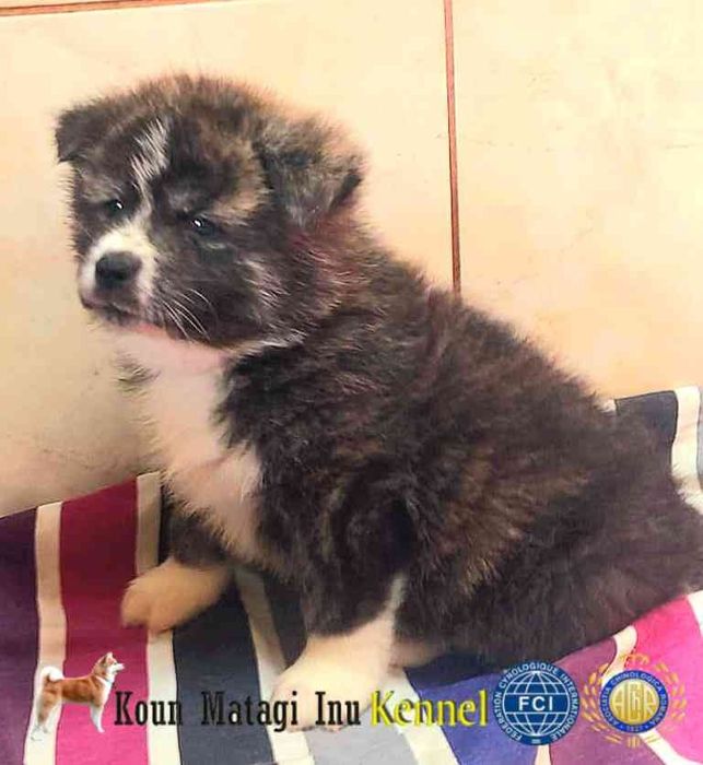 Akita Puiuț superb cu Pedigree de excepție