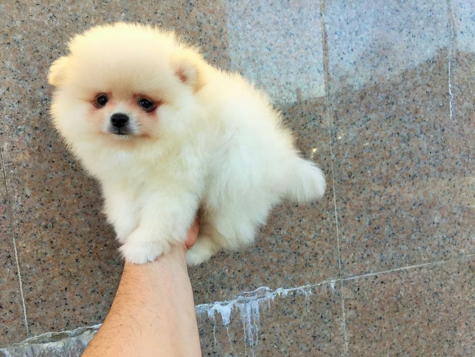 Померанчета мини Померанчета