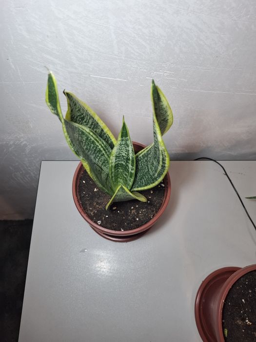 Продаются комнатные растения Сансевиерия