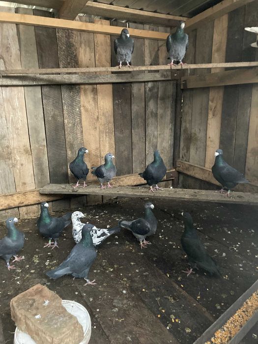 Porumbei germani 40 lei bucata