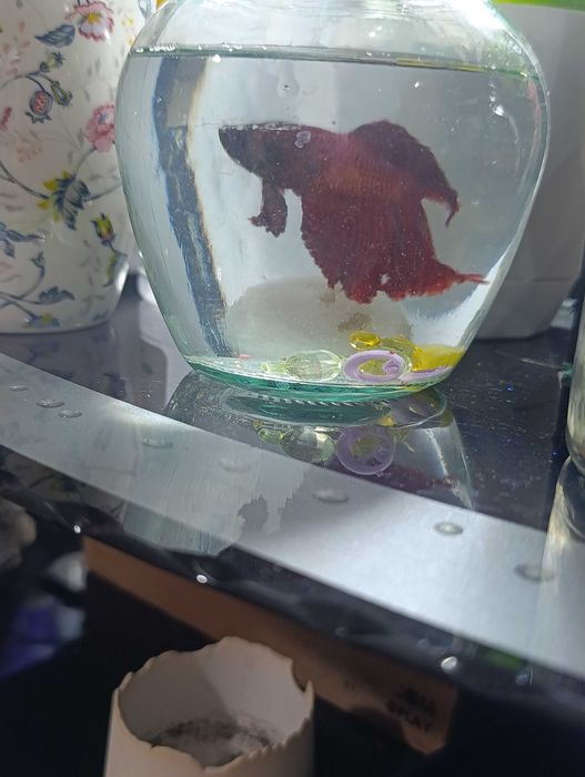 Продам рыбку петушок