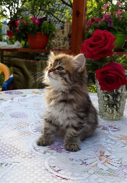 Maine Coon disponibil