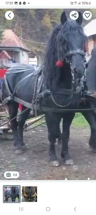 De vanzare Armasar 7 ani!! Fara defect!!! Foarte putere calu!! E bland