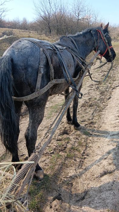 Cal castrat de vânzare 8 ani