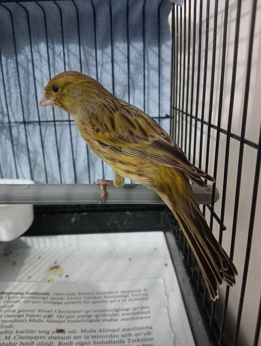 Kanareka yashil moda bez petno sotladi