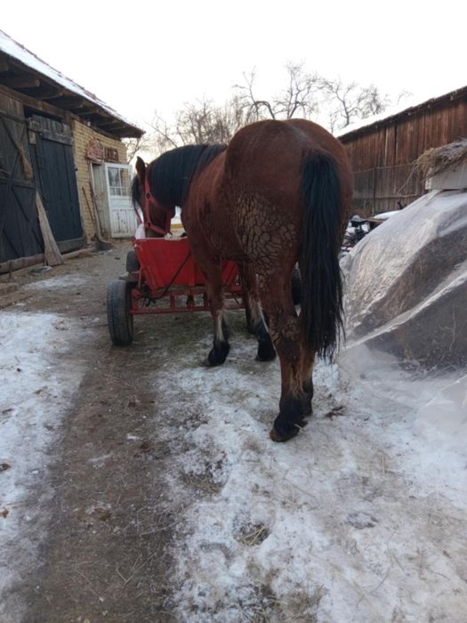 Manz de vânzare...sau schimb cu vaca sau vițea