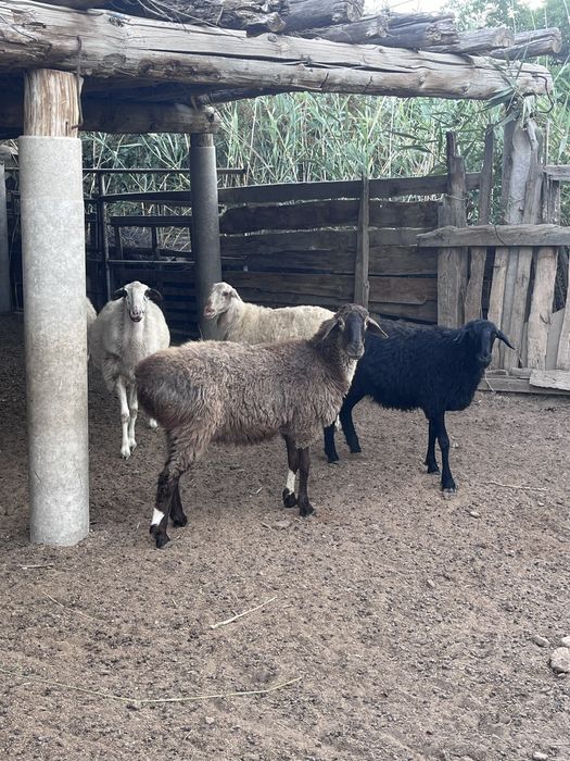 6 бас семіз жас қойлар сатылады