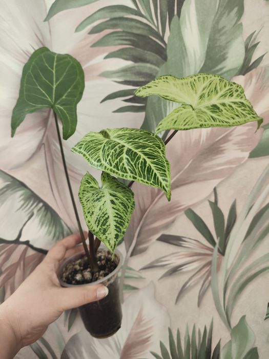 Сортовые сингониумы