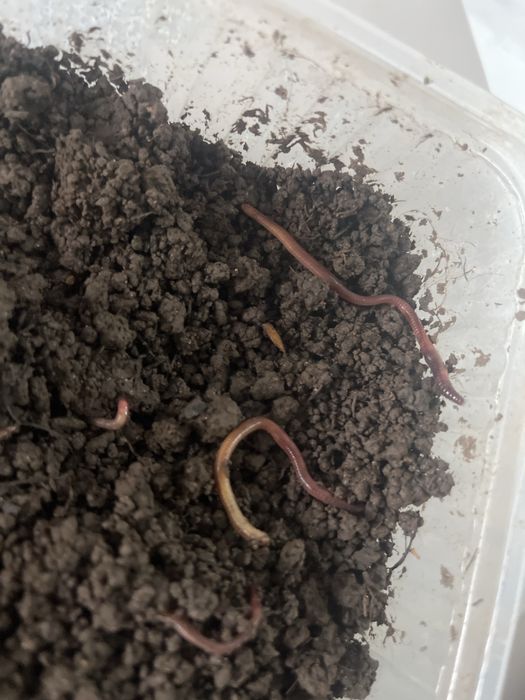 Червяки 20 штук