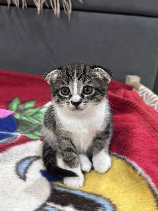 Котенок 1,5 мес (д) в добрые руки