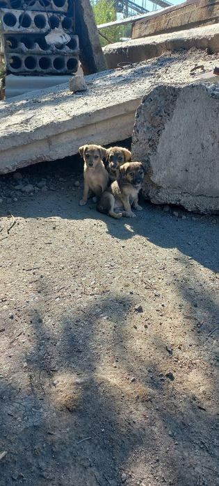 Отличные сторожевой щенки