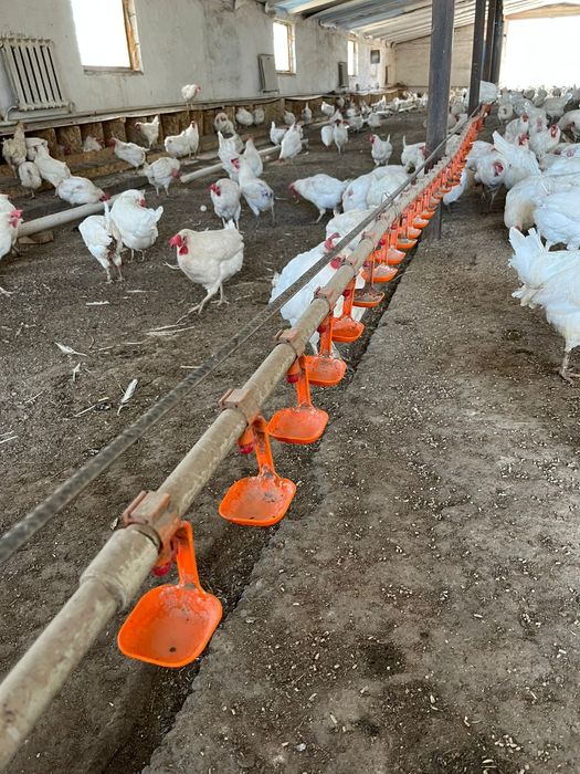 мини фабрика можно  как КХ