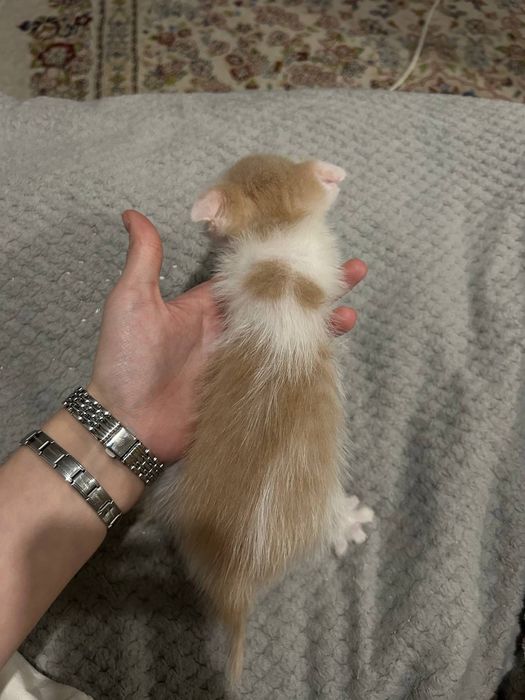 Отдам котёнка, мальчик