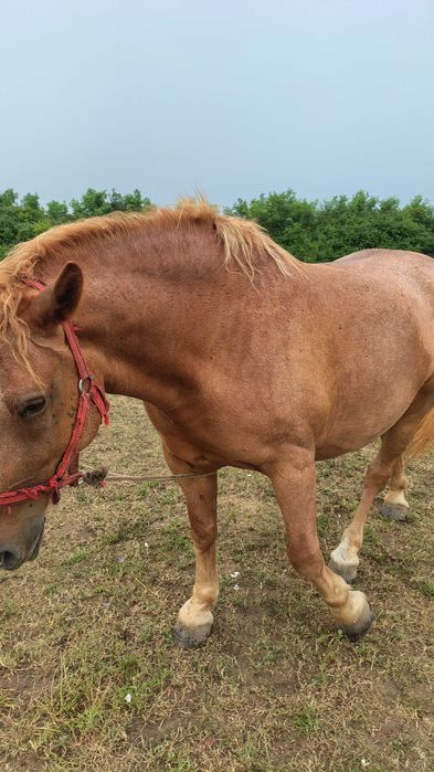 Vind manza de 3 și jumate