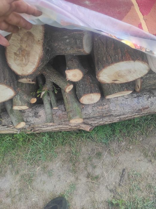 Tai lemne cu drujba , defrișări,toaletări...