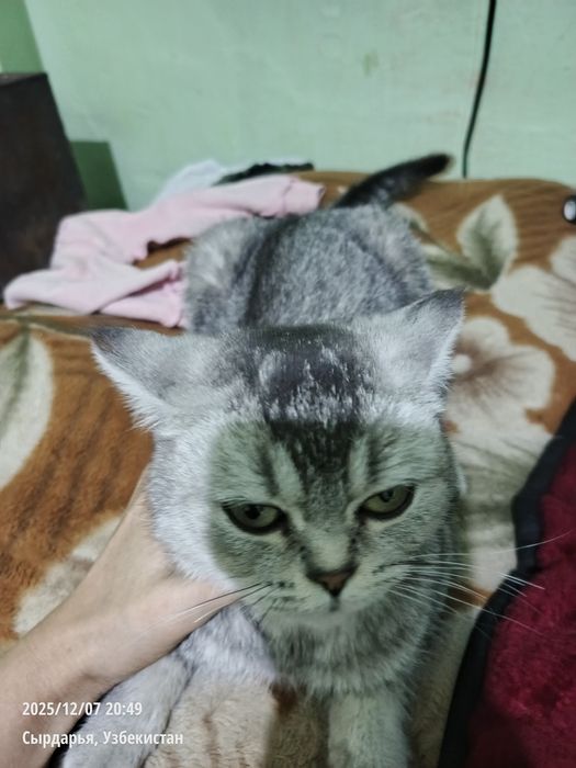 Scottish Straight kumush rangli mushuk(Братанская корткошерстная)