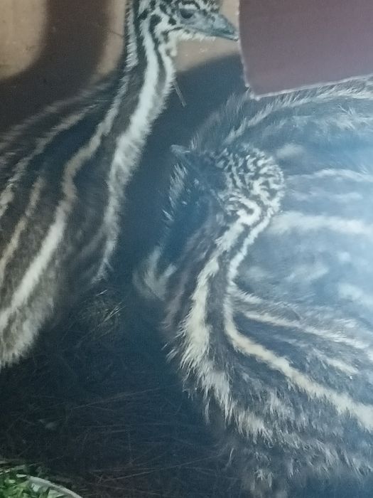De vânzare pui de struț emu,în vârstă de o luna de zile.