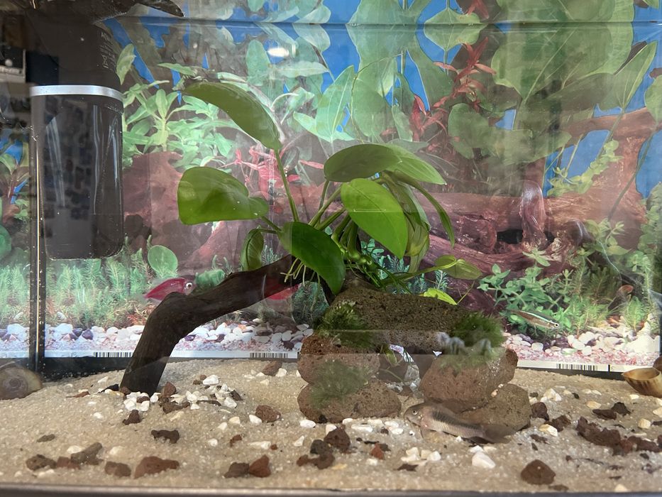 Acvariu Diversa 25 l