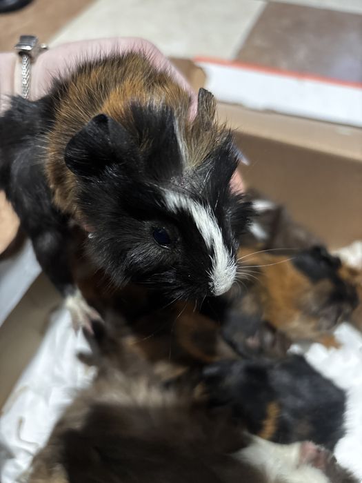 Porcușori de guineea