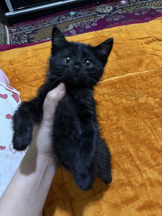 Хорошая котенок