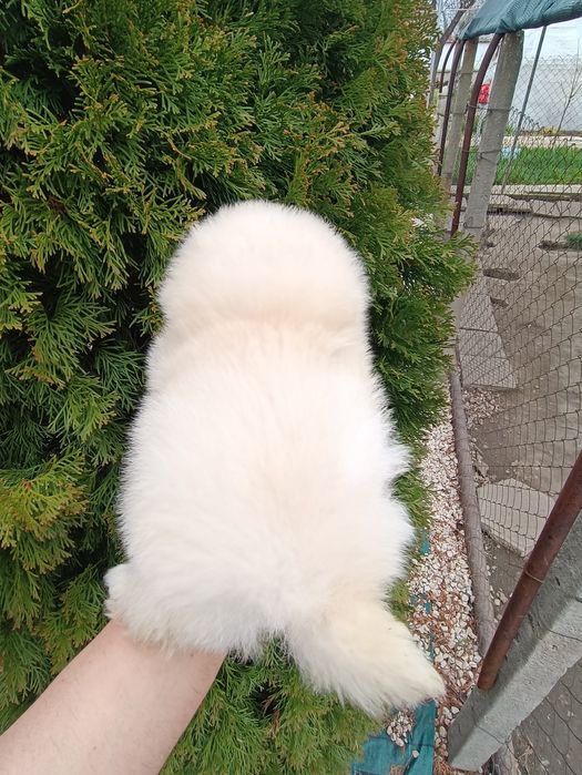 Померан/Померани