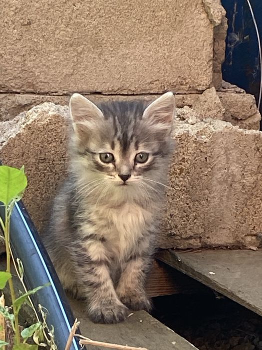 Котяты 3 месяца 2 недели