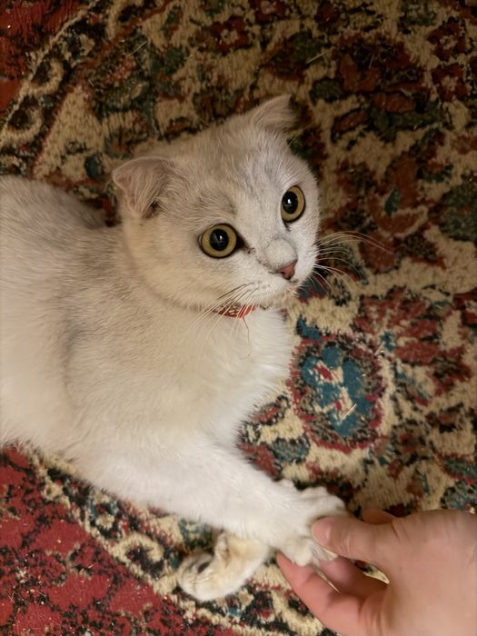 Кошка британская короткошерстная