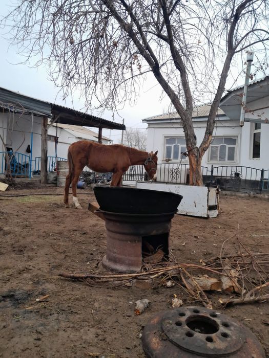 Тайлар сатылады.