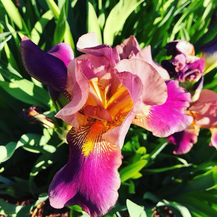 Ирисы разных цветов