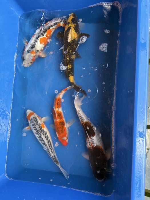 Crap koi japonia