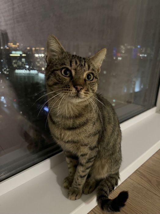 Кот мальчик в добрые руки котик