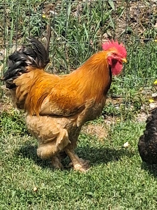 Vând cocoș de rasa