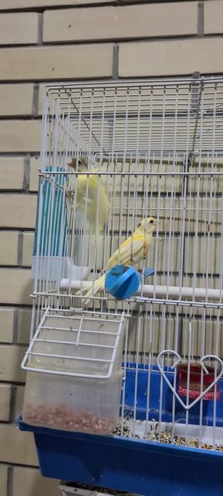 Traynik bolalari sotiladi 1.5oylik