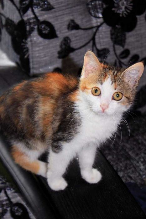 Котята в хорошие руки