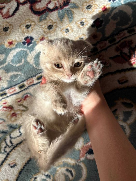 Котенок продается