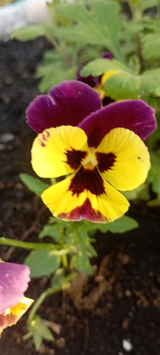 Продам дачный участок в СО Весна