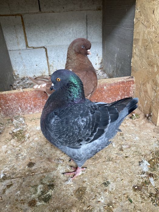 Голуби мальтийская курочка.Кинги.