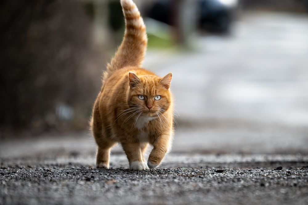 Panasonic Lumix S 70-300mm f/4.5-5.6 Macro OIS