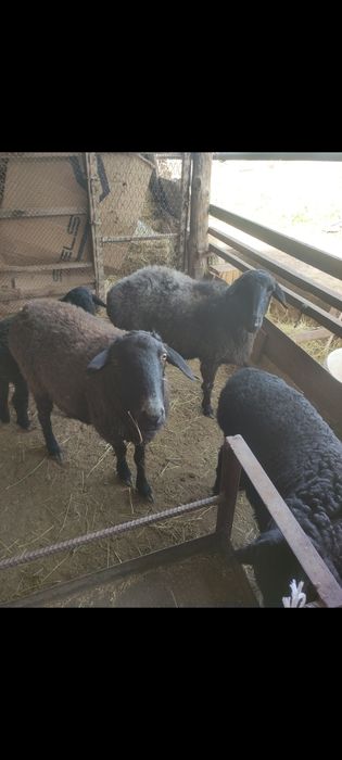 Продаются бараны