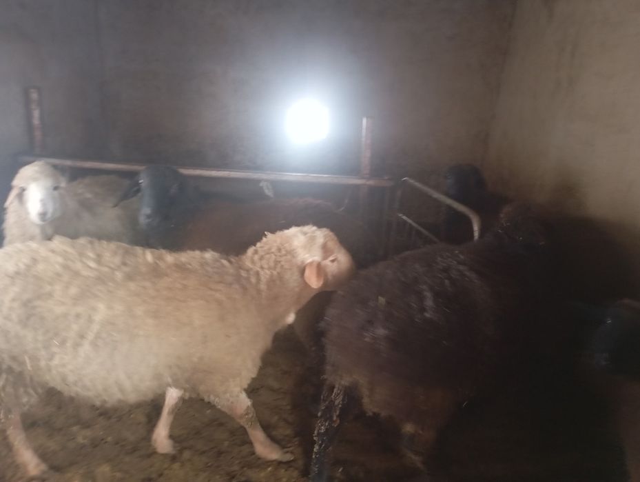 Токтылар сатылады