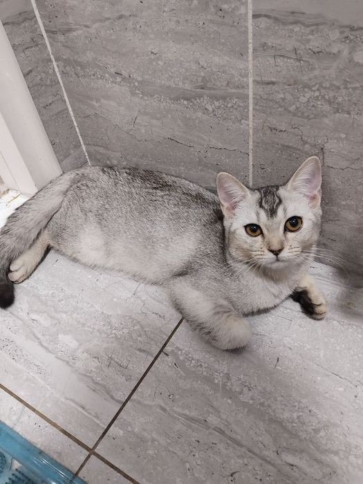 Продаётся котёнок