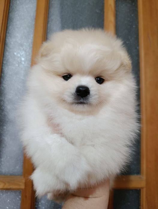 Щенки шпица мальчики и девочки