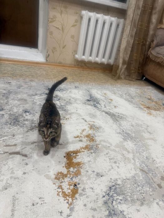 Отдам в хорошие руки