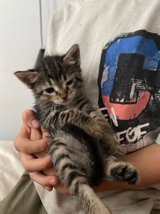 Spre adopție: doi pui de pisică (un motănel și o femelă)