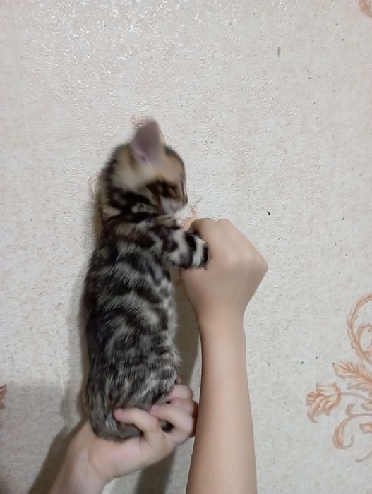 Бенгальские котята