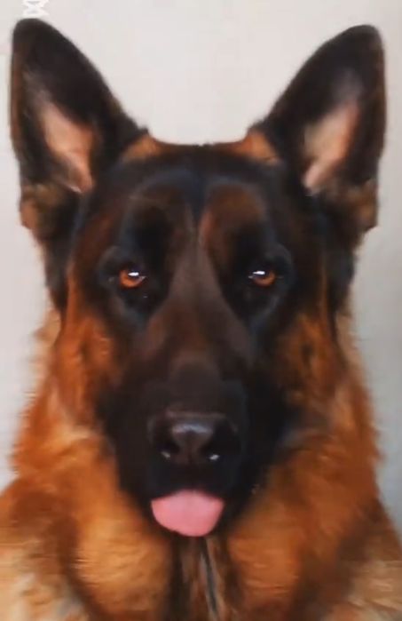 Щенок немецкой овчарки.